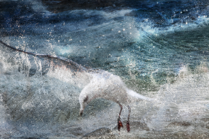 Diane CHESNEL - Rencontre