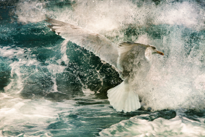 Diane CHESNEL - Fulgurante apparition