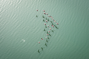 Claudine COUPÉ - Ballet des flamants roses de Camargue