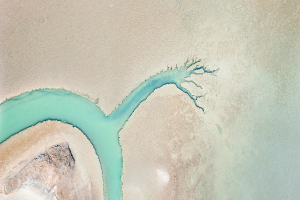 Claudine COUPÉ - Arbre de vie