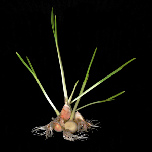 Martine COCQUEREZ - Histoire d'aulx (3)