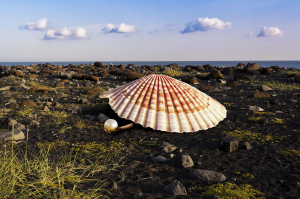 Charlène PLANCHE - Eclosion