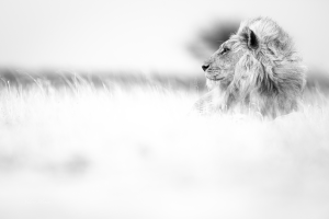 VALERIE BLANCA - Dans l intimité des lions