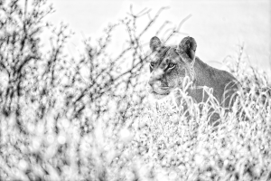 VALERIE BLANCA - L'ame de la savane