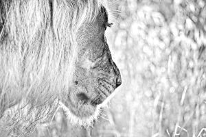 VALERIE BLANCA - Meditation