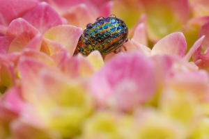Carole AYMOND - Cache cache avec la Chrysomèle
