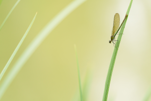 Carole AYMOND - Symphonie en vert avec le zygoptère