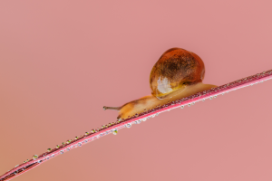 Carole AYMOND - La glissade de l'escargot Barbapapa